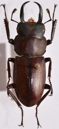 Réf. 251 746 : Dorcus rectus